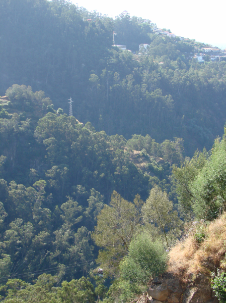 Schlüsselwörter: Portugal Madeira Monte Jardim Botanico